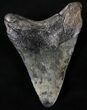 Bargain Megalodon Tooth - South Carolina #20791-2